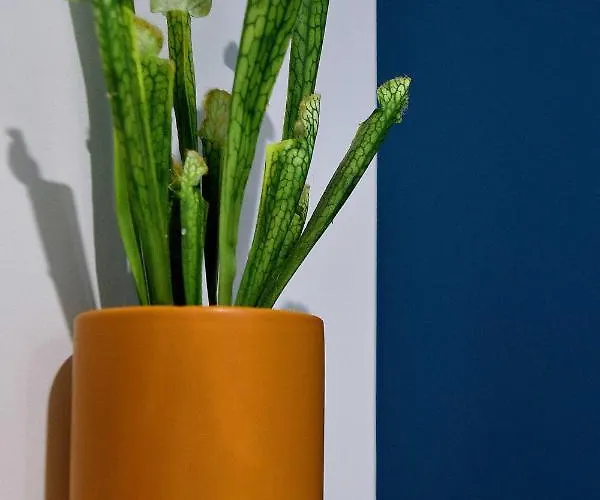 Le Tiburon 셰르부르 앙 코탱탕